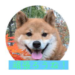 [LINEスタンプ] ほのぼの元気くん5️⃣