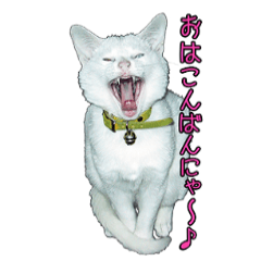[LINEスタンプ] 白猫たまちゃんの日常