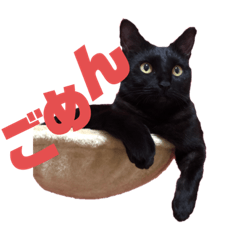 [LINEスタンプ] 我が家の4にゃんず