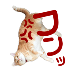 [LINEスタンプ] 吾輩はQOOである
