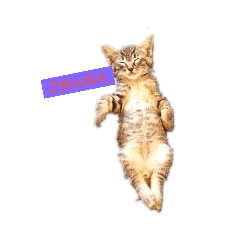 [LINEスタンプ] おうちの猫ちゃん