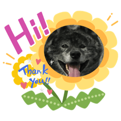 [LINEスタンプ] 秋田犬ヤマトちゅ
