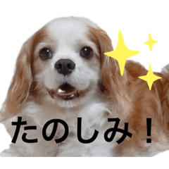 [LINEスタンプ] 彼の名前はあずきです。わんちゃん ！