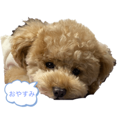 [LINEスタンプ] 犬 トイプードル