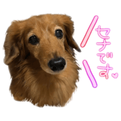 [LINEスタンプ] セナちゃんスタンプです