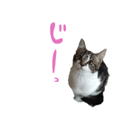 [LINEスタンプ] ちゃこのひととき。