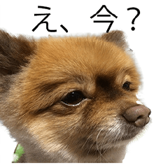 [LINEスタンプ] コロちゃんほのぼのスタンプ