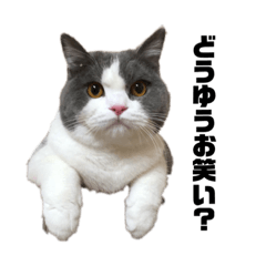 [LINEスタンプ] ぶっとびにゃんこ