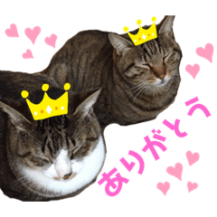 [LINEスタンプ] 清水家のにゃんこ
