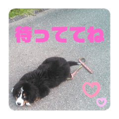 [LINEスタンプ] バーニーズマウンテンドック マロン