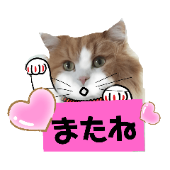 [LINEスタンプ] にゃんにゃんサンタ
