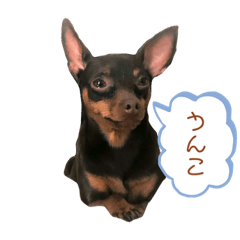 [LINEスタンプ] てこと愉快な仲間たち
