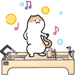 [LINEスタンプ] ピラティス猫の伸びる日常