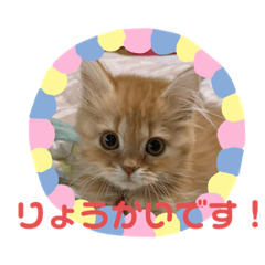 [LINEスタンプ] みかんさんのスタンプ