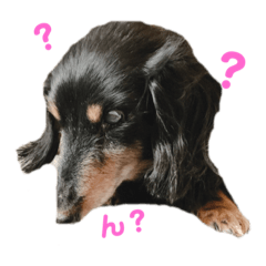 [LINEスタンプ] 我が家のれおちゃん'ᴥ'2