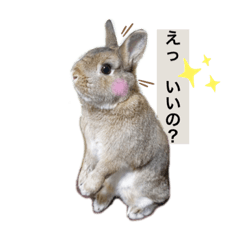 [LINEスタンプ] くりまるスタンプ