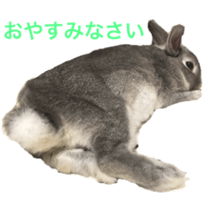 [LINEスタンプ] ミニウサギ、ココくん