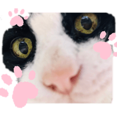 [LINEスタンプ] アトムとコタロー