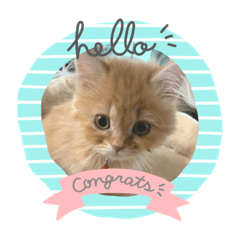 [LINEスタンプ] みかんのスタンプ2