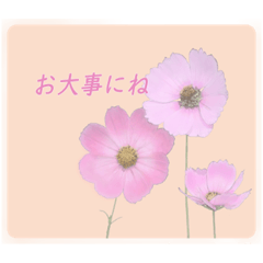 [LINEスタンプ] 花イラスト⁂気づかい言葉の画像（メイン）