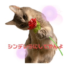 [LINEスタンプ] 我輩はぴのである゜