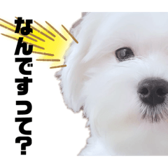 [LINEスタンプ] Hello Lolli！ 2