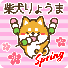 [LINEスタンプ] 柴犬りょうまの春の画像（メイン）