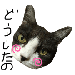 [LINEスタンプ] 可愛ねこちゃんスタンプ