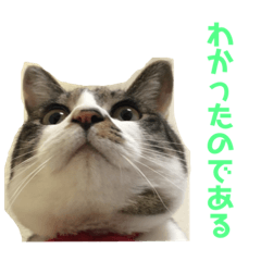 [LINEスタンプ] 安田家の虎太郎