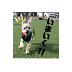 [LINEスタンプ] マルキーのふくちゃん♡♡♡