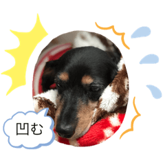 [LINEスタンプ] チャコりんのスタンプ
