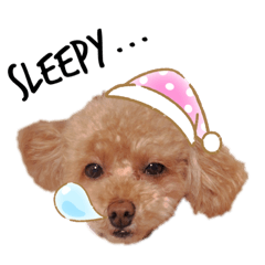 [LINEスタンプ] トイプーもこちゃんの日常