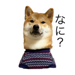 [LINEスタンプ] 柴犬様スタンプ