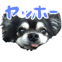 [LINEスタンプ] せぇくんのスタンプ！！