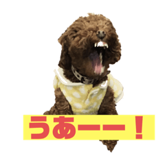 [LINEスタンプ] トイプードルのちーちゃん
