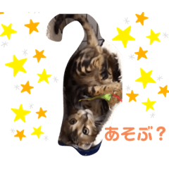 [LINEスタンプ] 虎吉(とらきち)スタンプ