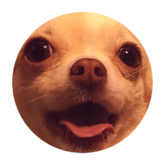 [LINEスタンプ] 犬×8