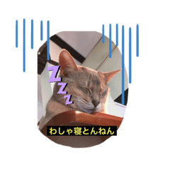 [LINEスタンプ] ねこの気持ち1
