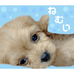 [LINEスタンプ] ちわぷーのまろんちゃん
