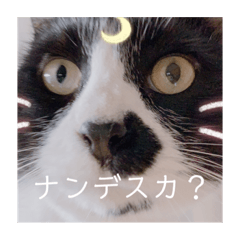 [LINEスタンプ] 犬 猫 可愛いスタンプ❀