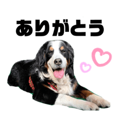 [LINEスタンプ] dog rin stamp