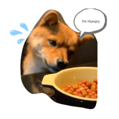 [LINEスタンプ] わんandにゃん