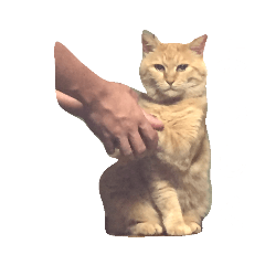 [LINEスタンプ] ライアン♂猫ネコねこ。