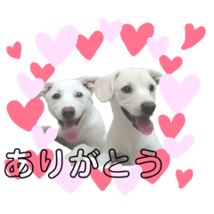 [LINEスタンプ] 白いわんちゃんず