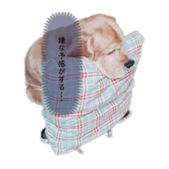 [LINEスタンプ] アメコカおじいちゃん