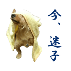 [LINEスタンプ] 癒しジャッキー