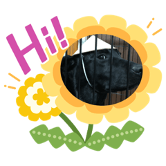 [LINEスタンプ] 犬スタンプ2222
