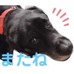 [LINEスタンプ] 黒ラブデイルの挨拶編2