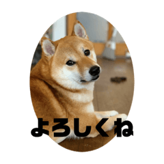 [LINEスタンプ] 柴犬銀次郎