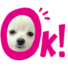 [LINEスタンプ] ポメ軍団